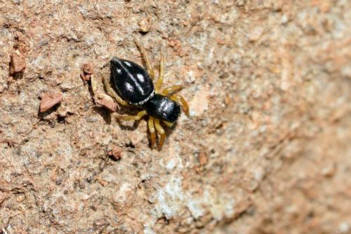 Réf. 300 143 : Heliophanus sp.